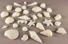 30 x Edible 3D seashells shells shells icing toppers, cake cupcakes decorations T007
