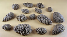 15 x Edible 3D Pinecone Set, icing, cupcake, cake, toppers T145