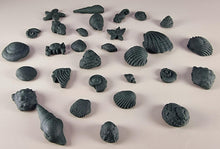 30 x Edible 3D seashells shells shells icing toppers, cake cupcakes decorations T007