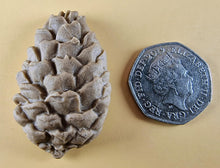 15 x Edible 3D Pinecone Set, icing, cupcake, cake, toppers T145