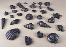 30 x Edible 3D seashells shells shells icing toppers, cake cupcakes decorations T007