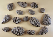 15 x Edible 3D Pinecone Set, icing, cupcake, cake, toppers T145