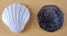 30 x Edible 3D seashells shells shells icing toppers, cake cupcakes decorations T007